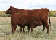 486 and calf